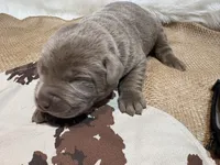 Magnum , a male Labrador Retriever for sale in Centralia, IL – Photo 4 of 8