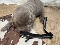 Magnum , a male Labrador Retriever for sale in Centralia, IL – Photo 8 of 8