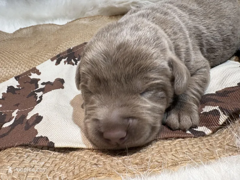 Magnum  – Labrador Retriever puppy for sale in Centralia, IL