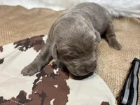 Magnum , a male Labrador Retriever for sale in Centralia, IL – Photo 5 of 8
