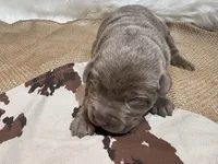 Magnum , a male Labrador Retriever for sale in Centralia, IL – Photo 3 of 8