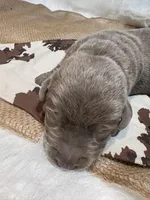 Magnum , a male Labrador Retriever for sale in Centralia, IL – Photo 2 of 8