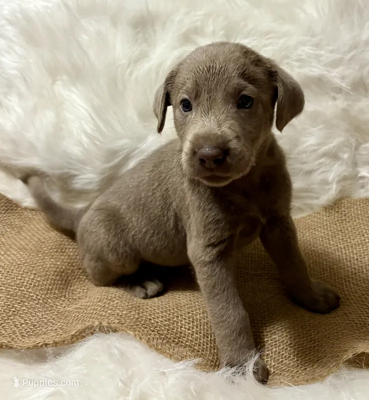 Magnum – Labrador Retriever puppy for sale in Centralia, IL
