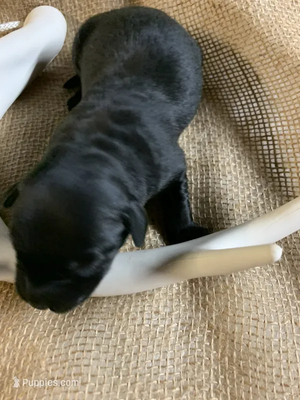 Sarge – Labrador Retriever puppy for sale in Centralia, IL