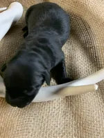 Sarge, a male Labrador Retriever for sale in Centralia, IL – 1 of 4