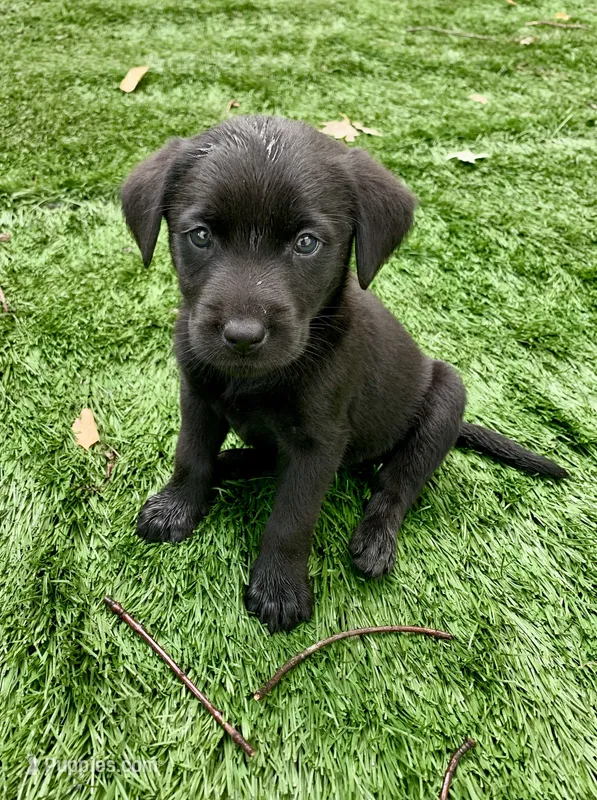 Ash  – Labrador Retriever puppy for sale in Centralia, IL