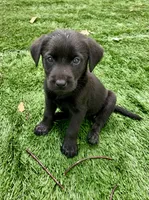 Ash , a male Labrador Retriever for sale in Centralia, IL – 2 of 10