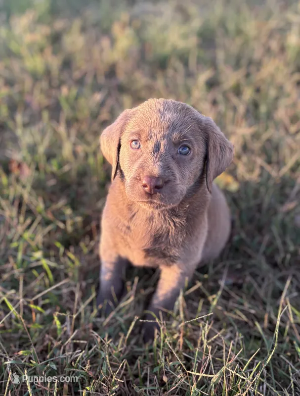  Nikki  – Labrador Retriever puppy for sale in Centralia, IL