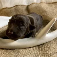 Sophi , a female Labrador Retriever for sale in Centralia, IL – 2 of 6