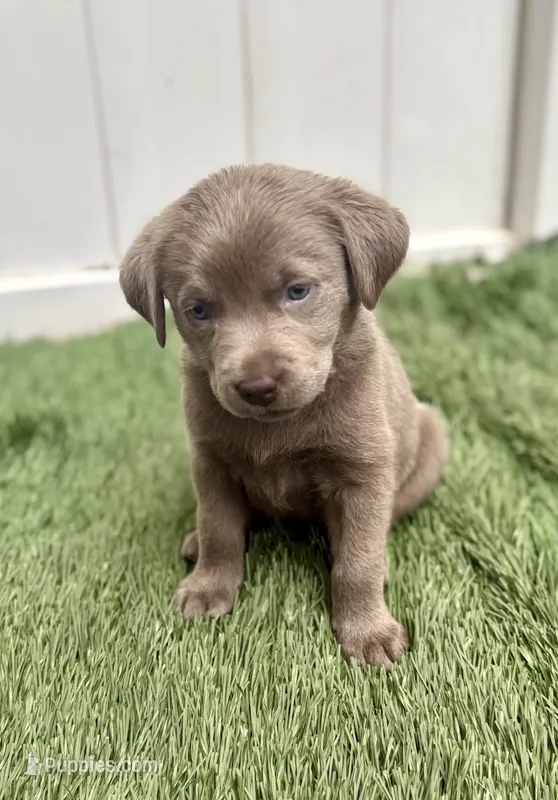 Daisy – Labrador Retriever puppy for sale in Centralia, IL