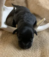 Laken , a female Labrador Retriever for sale in Centralia, IL – 4 of 5