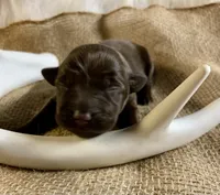 Sophi , a female Labrador Retriever for sale in Centralia, IL – 6 of 6