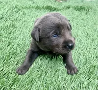 Coal , a male Labrador Retriever for sale in Centralia, IL – 5 of 6