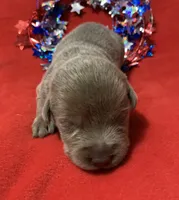 Skye, a male Labrador Retriever for sale in Centralia, IL – 4 of 6