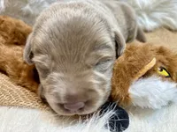 Magnum , a male Labrador Retriever for sale in Centralia, IL – 3 of 8