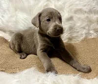 Magnum, a male Labrador Retriever for sale in Centralia, IL – 3 of 6