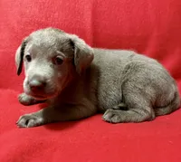 Remi , a female Labrador Retriever for sale in Centralia, IL – 2 of 5