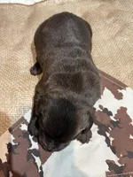 Diesel , a male Labrador Retriever for sale in Centralia, IL – Photo 7 of 8