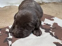 Diesel , a male Labrador Retriever for sale in Centralia, IL – Photo 5 of 8