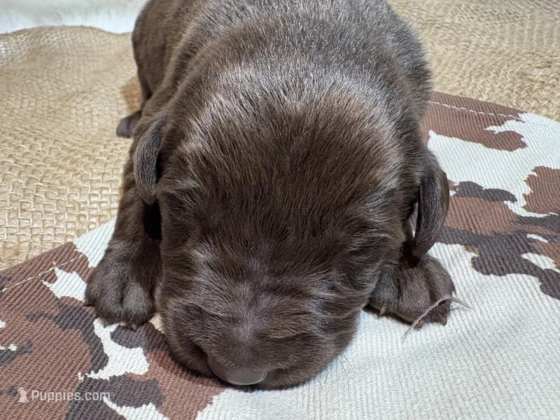 Diesel  – Labrador Retriever puppy for sale in Centralia, IL