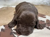 Diesel , a male Labrador Retriever for sale in Centralia, IL – Photo 2 of 8
