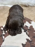 Diesel , a male Labrador Retriever for sale in Centralia, IL – Photo 6 of 8