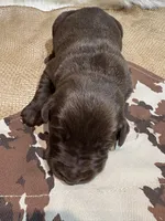 Diesel , a male Labrador Retriever for sale in Centralia, IL – Photo 4 of 8