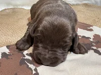 Diesel , a male Labrador Retriever for sale in Centralia, IL – Photo 3 of 8