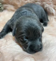Willow, a female Labrador Retriever for sale in Centralia, IL – 6 of 7