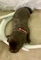 Remi, a female Labrador Retriever for sale in Centralia, IL – 7 of 7