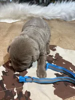 Steel , a male Labrador Retriever for sale in Centralia, IL – Photo 3 of 9