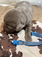 Steel , a male Labrador Retriever for sale in Centralia, IL – Photo 5 of 9