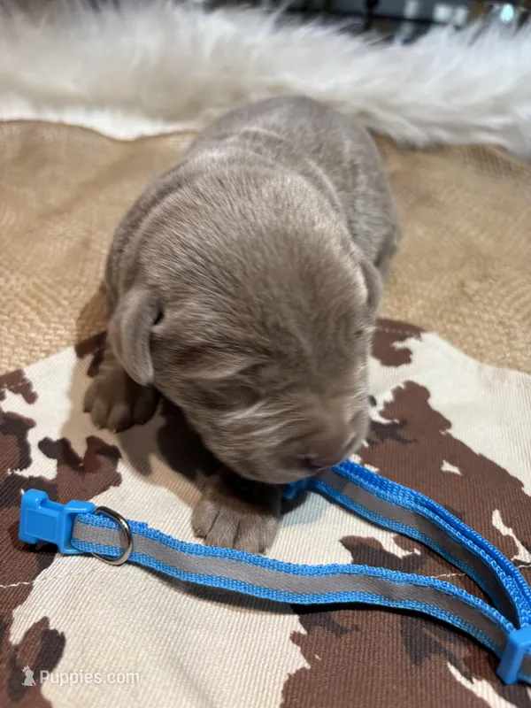 Steel  – Labrador Retriever puppy for sale in Centralia, IL