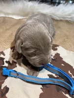 Steel , a male Labrador Retriever for sale in Centralia, IL – Photo 1 of 9