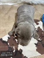 Steel , a male Labrador Retriever for sale in Centralia, IL – Photo 4 of 9