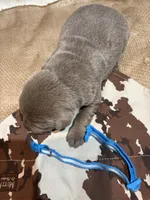 Steel , a male Labrador Retriever for sale in Centralia, IL – Photo 9 of 9