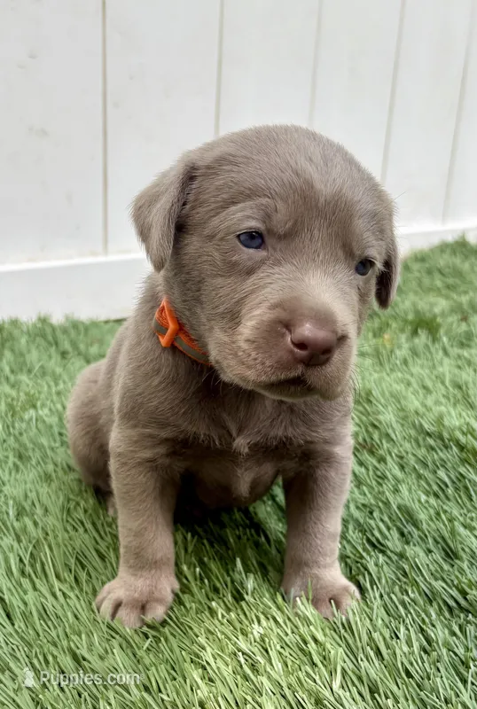 Steel  – Labrador Retriever puppy for sale in Centralia, IL