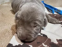 Steel , a male Labrador Retriever for sale in Centralia, IL – Photo 2 of 9