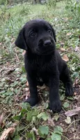 Buddy , a male Labrador Retriever for sale in Centralia, IL – 5 of 8