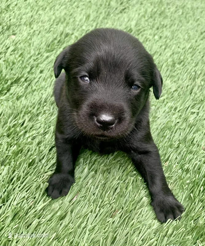 Ash  – Labrador Retriever puppy for sale in Centralia, IL