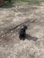 Gunner, a male Labrador Retriever for sale in Centralia, IL – Photo 2 of 4