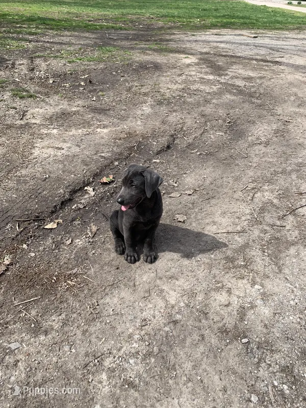 Gunner – Labrador Retriever puppy for sale in Centralia, IL