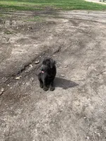 Gunner, a male Labrador Retriever for sale in Centralia, IL – Photo 1 of 4