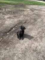 Gunner, a male Labrador Retriever for sale in Centralia, IL – Photo 3 of 4