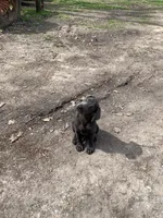 Gunner, a male Labrador Retriever for sale in Centralia, IL – Photo 4 of 4