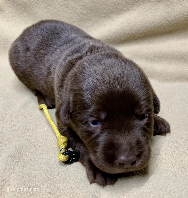 Sophi  – Labrador Retriever puppy for sale in Centralia, IL