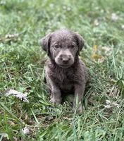  Nikki , a female Labrador Retriever for sale in Centralia, IL – 1 of 8