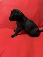Midnight , a female Labrador Retriever for sale in Centralia, IL – 5 of 5