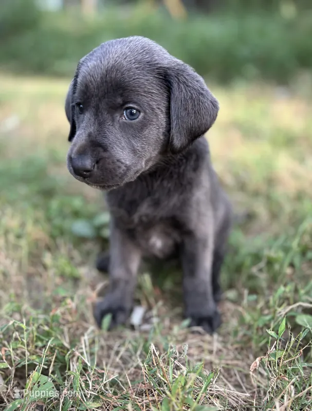 Kole  – Labrador Retriever puppy for sale in Centralia, IL