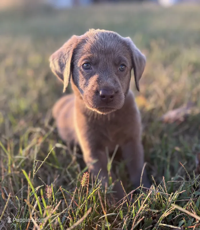 Lucy  – Labrador Retriever puppy for sale in Centralia, IL